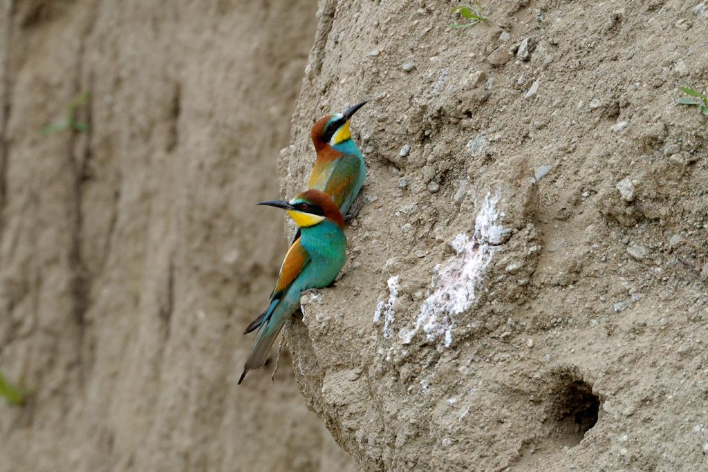 Prespes. Merops apiaster. ©FDEPAP Photo by P.Stathopoulos.