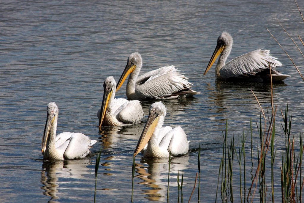 Prespes. Pelecanus crispus. ©FDEPAP