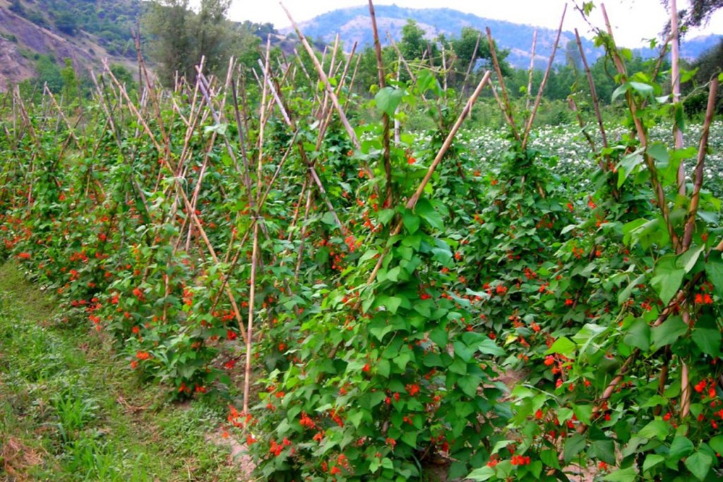 Prespes. Bean crops. ©FDEPAP Photo by E.Brantzi.