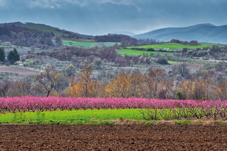 Blossoming peach trees in the colorful plain of Veria.