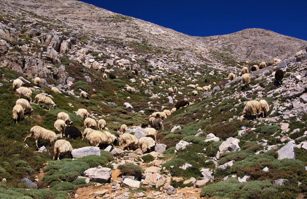 Flock of sheep grazing among rocks and low bushes on a bare slope of Mount Ida