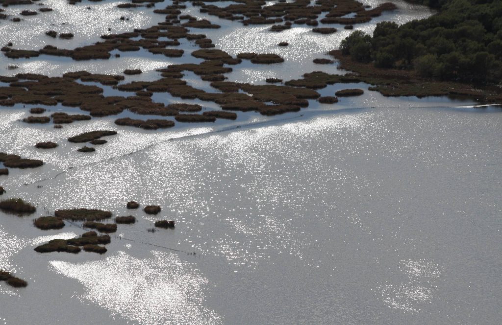 Lagoon water shining in the sun, with dark patches of reeds and a wooded shore