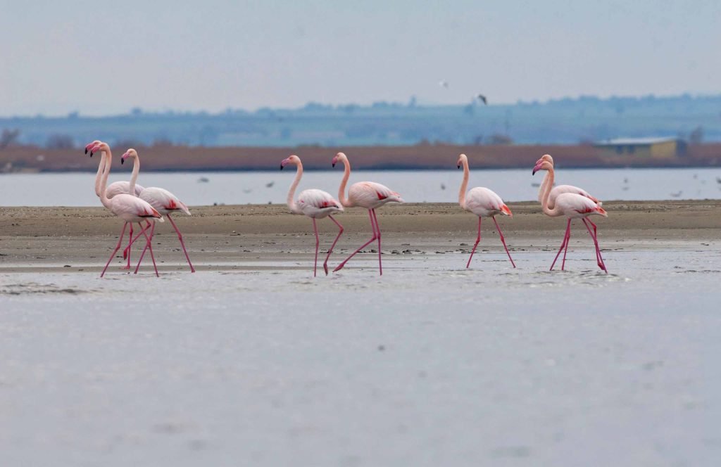 Six flamingos walking across shallow water, with low land on the horizon
