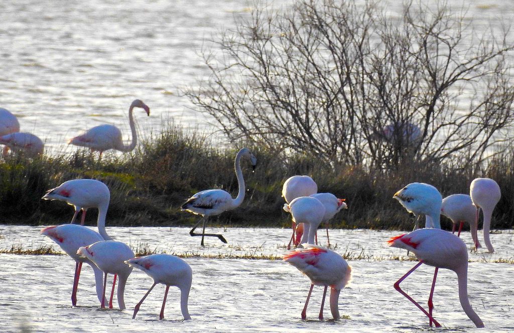 Flamingos in the wetlands of Aliki lake, Lemnos.