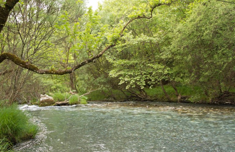 Clear fast water flowing past grassy banks under overhanging trees