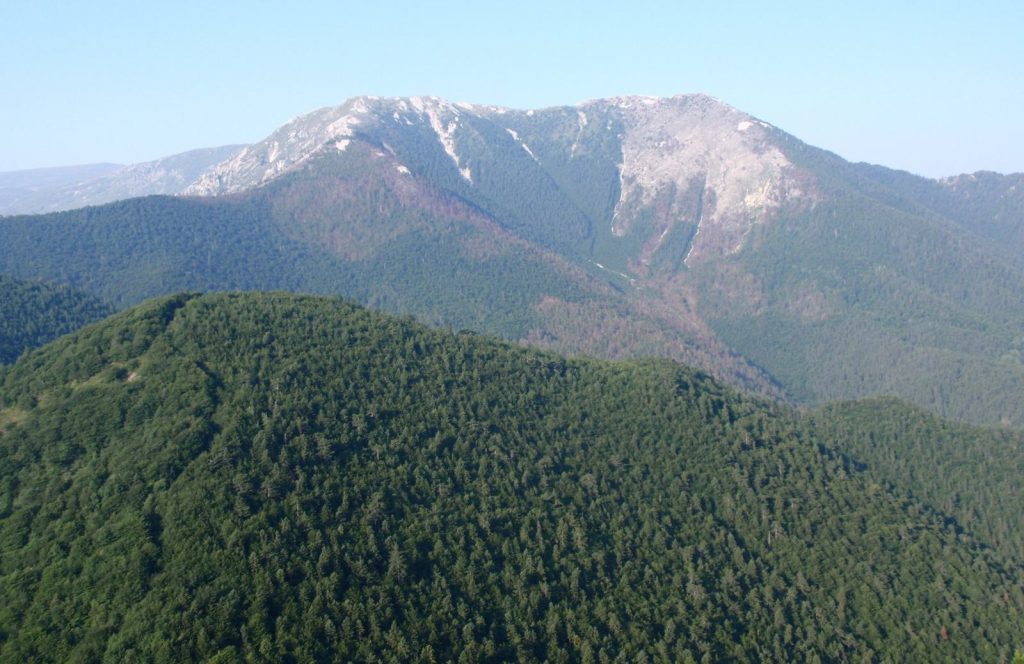 Dense green forest covering a rounded hill, with a higher ridge of pale rock behind it