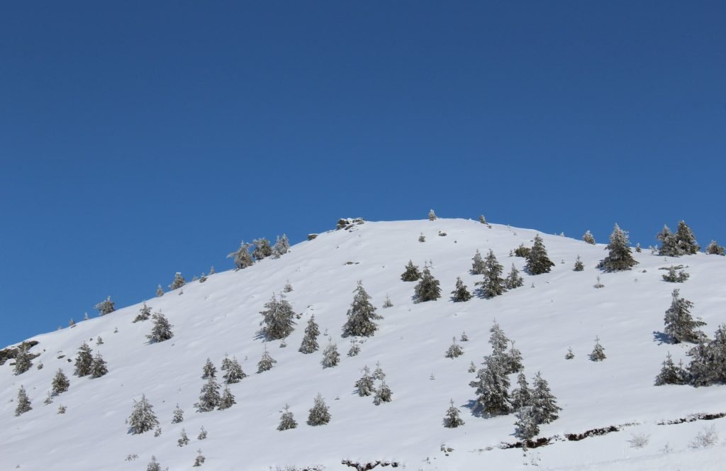 Rounded snow-covered slope dotted with small conifer trees under a deep blue sky
