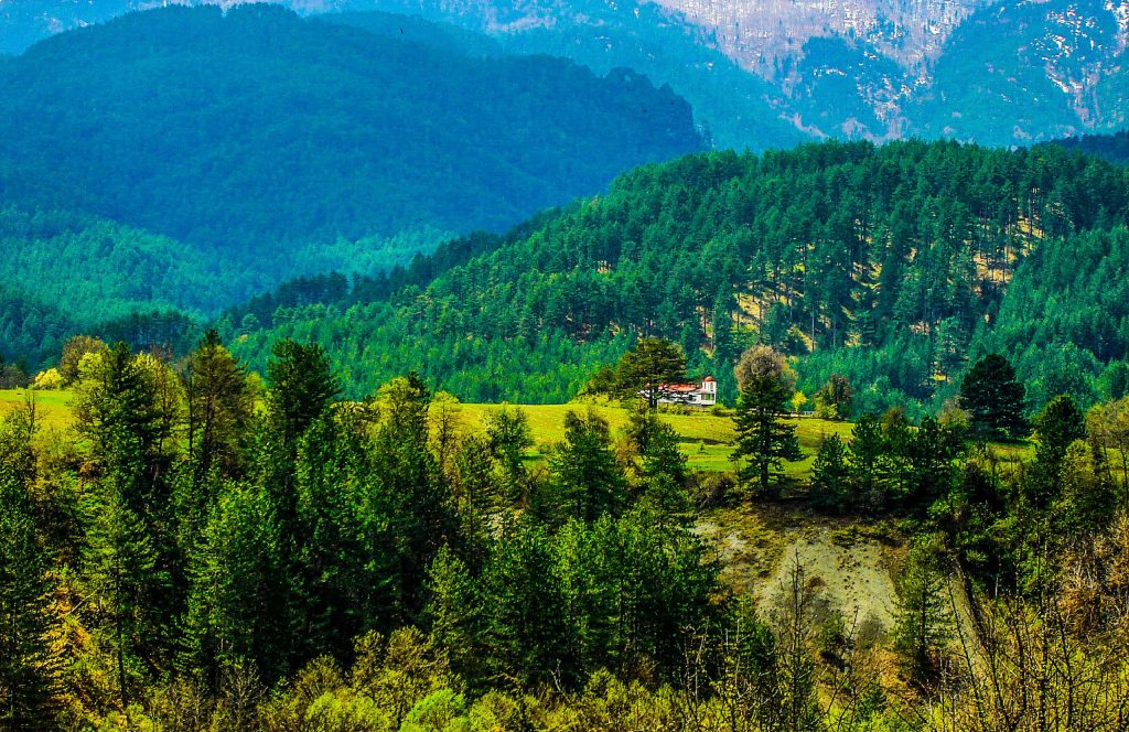 Pine trees around a bright green meadow with one building, with forested ridges and a snowy slope behind