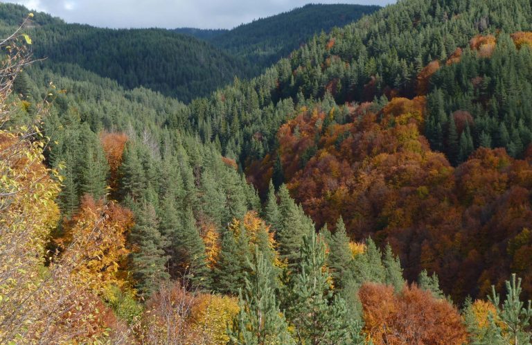 Steep valley covered in dark green conifers mixed with trees in orange and red autumn leaves, with forested ridges behind