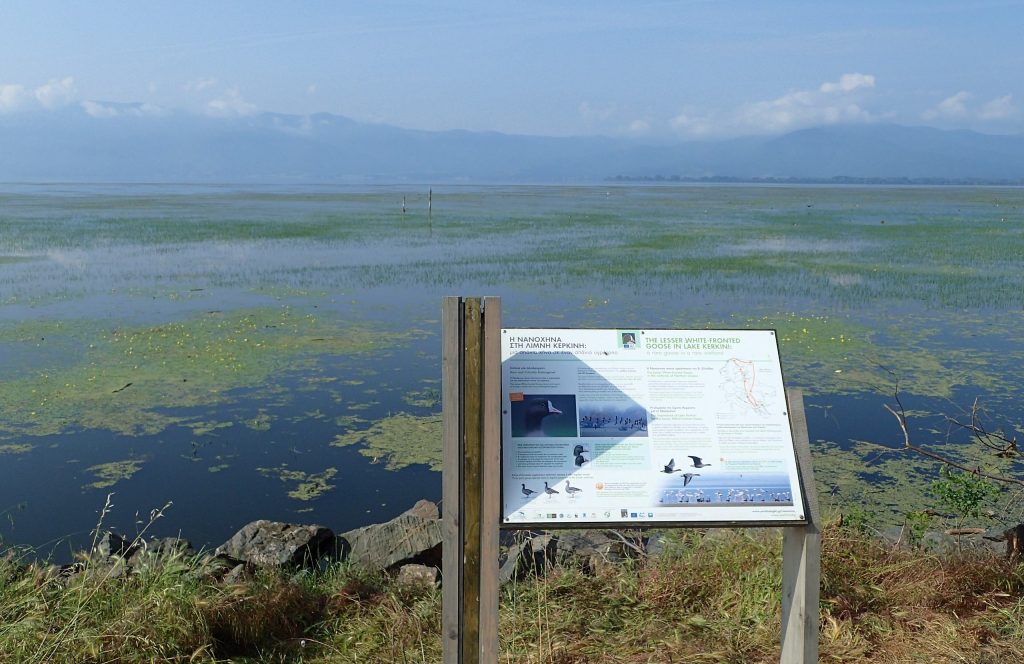 Information board on the shore of a shallow wetland with floating plants, mountains in the distance