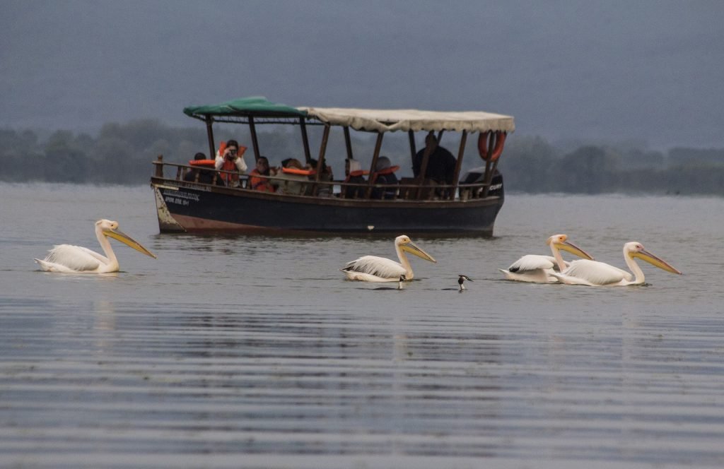 Four white pelicans swimming in front of a covered wooden boat with visitors in life jackets