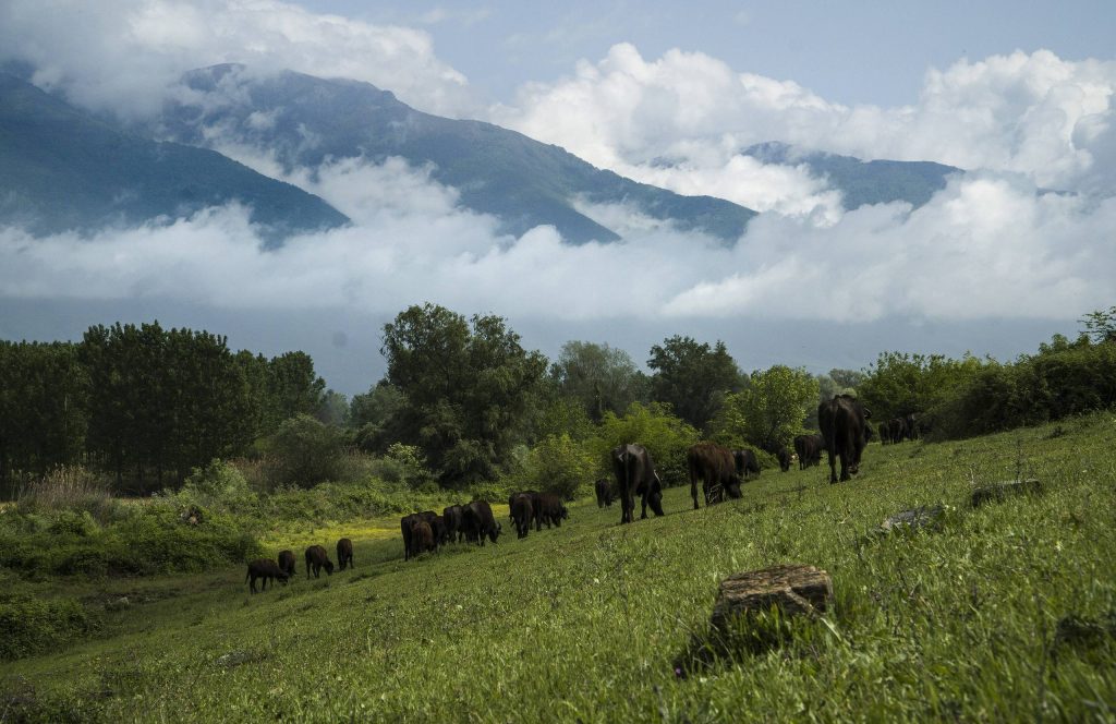 Herd of water buffalo grazing on a green slope, with clouds rising from the mountains behind