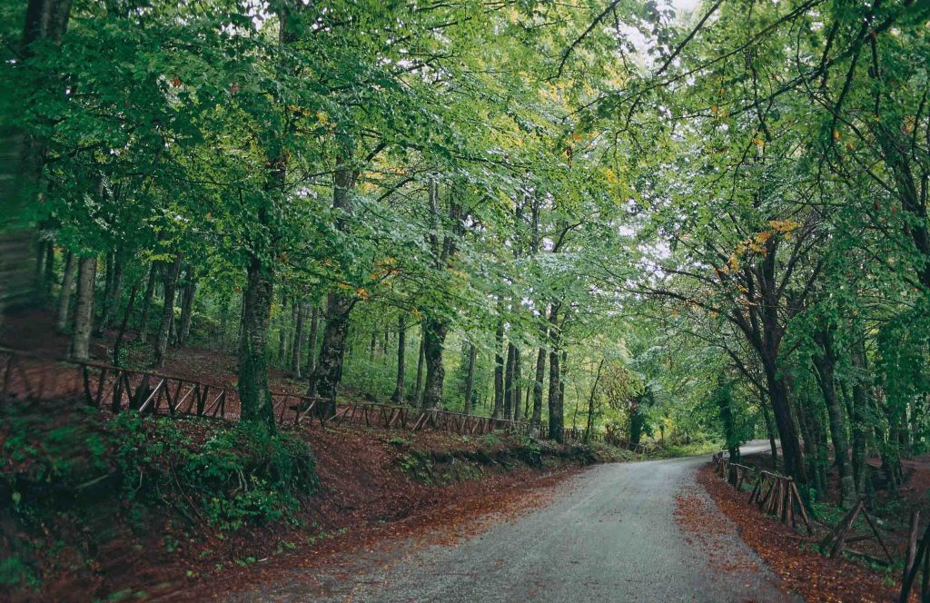 A dirt road curving through tall green forest on Mount Ossa, with fallen leaves along its edges