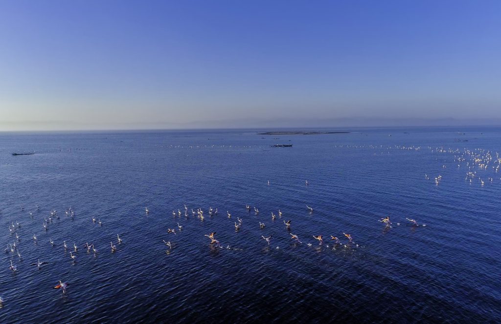 Flock of flamingos spread over deep blue water, seen from above, with a flat horizon