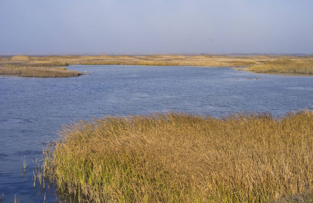 Golden reeds in front of a wide lagoon, with more reedbeds along a flat horizon