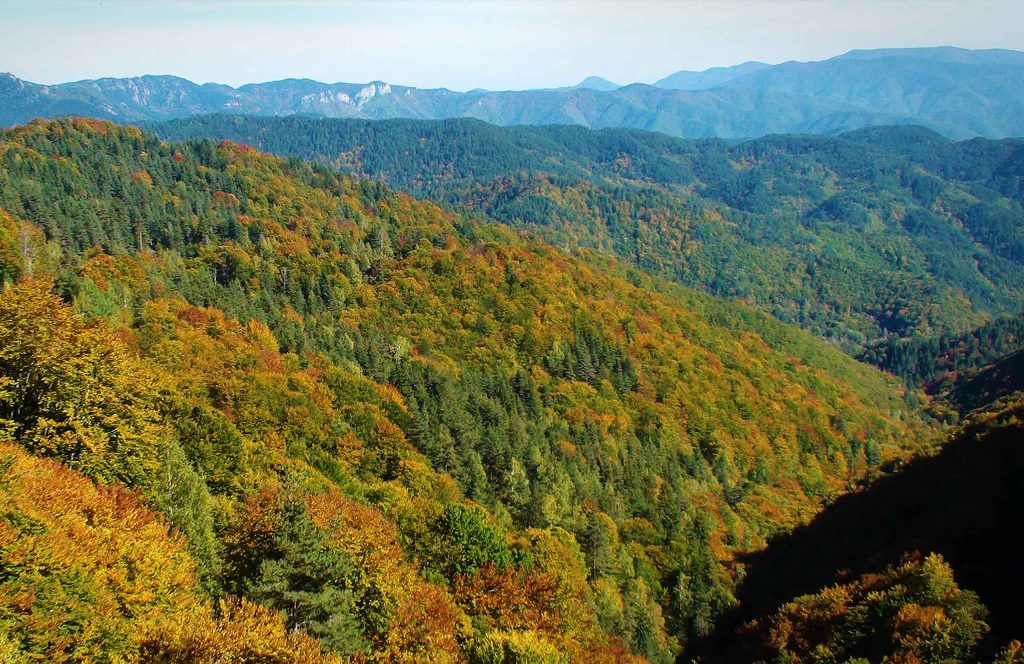 Aerial view of Elatia forest in autumn, with hills covered in green, orange and red foliage.
