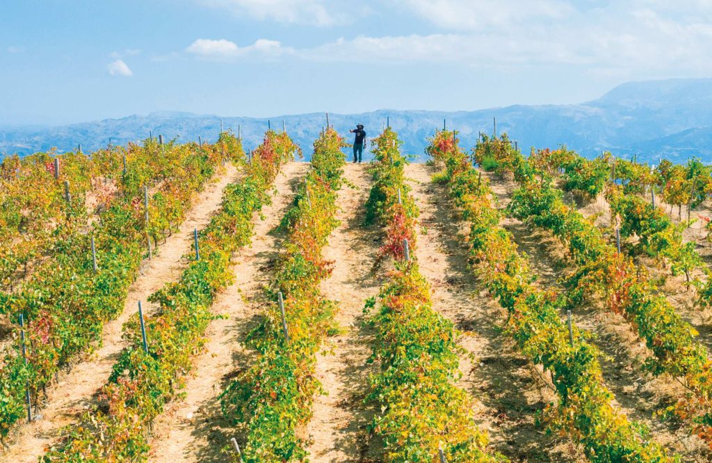 Vineyards in Chania.